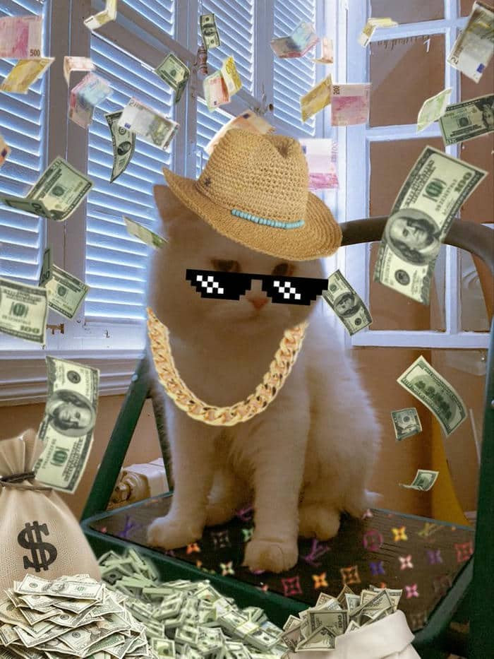 Chú mèo đáng yêu nằm trên đống tiền, meme mèo tiền tượng trưng cho sự giàu có và sung túc