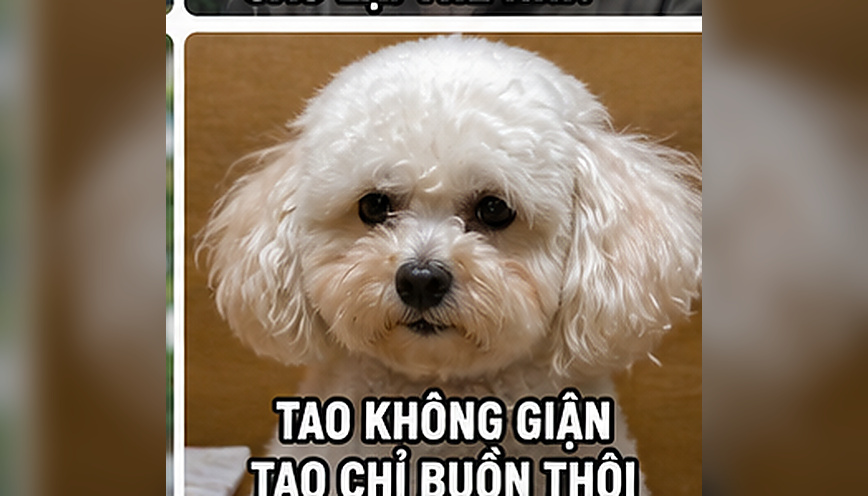 Tuyển chọn 100+ meme Việt Nam hài hước, gần gũi 6