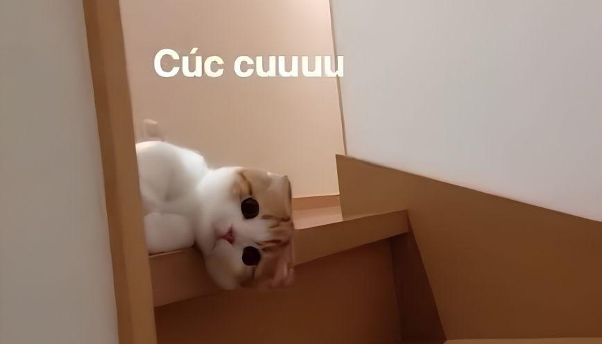 Mẫu meme chào buổi sáng 1