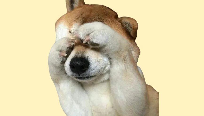 Mẫu meme che mặt 2