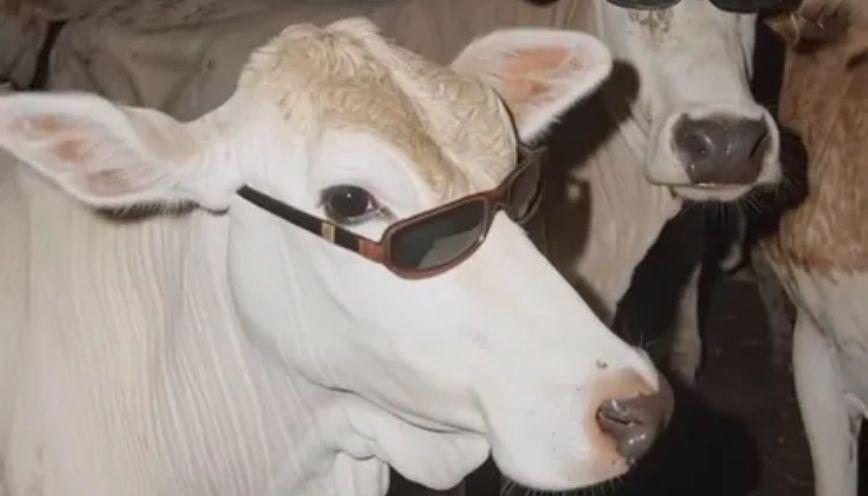 Sưu tầm 77+ meme con bò vui nhộn, lạ mắt 6