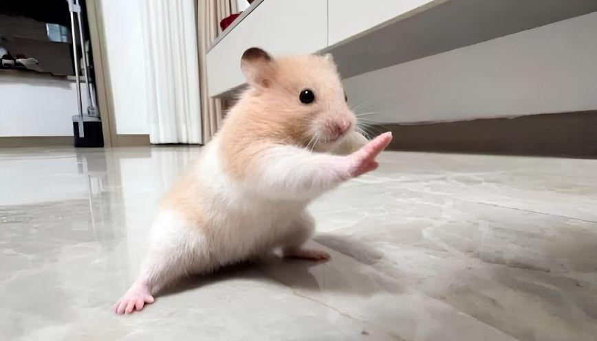 Tổng hợp 100+ meme động vật hài hước, đáng yêu
