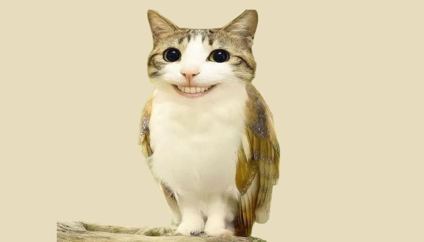 Meme động vật vì sao luôn được nhiều người yêu thích?