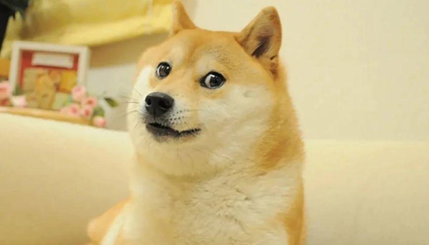 100+ meme động vật hài hước, đáng yêu 2