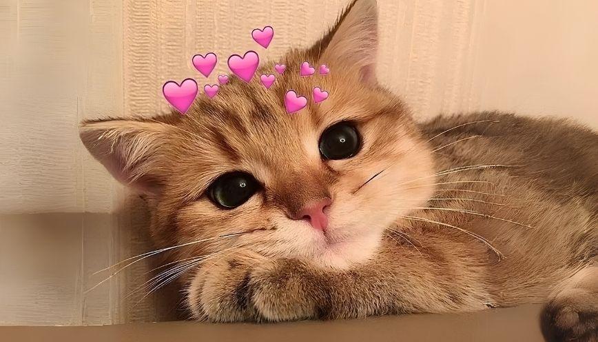 100+ meme động vật hài hước, đáng yêu 3