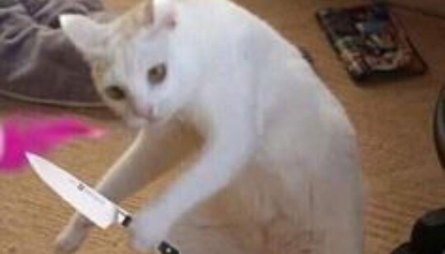 100+ meme động vật hài hước, đáng yêu 4