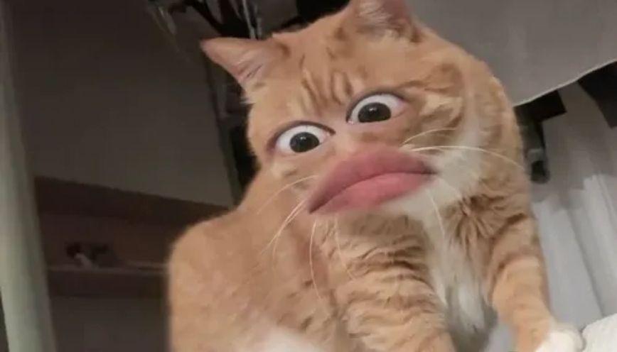 100+ meme động vật hài hước, đáng yêu 6