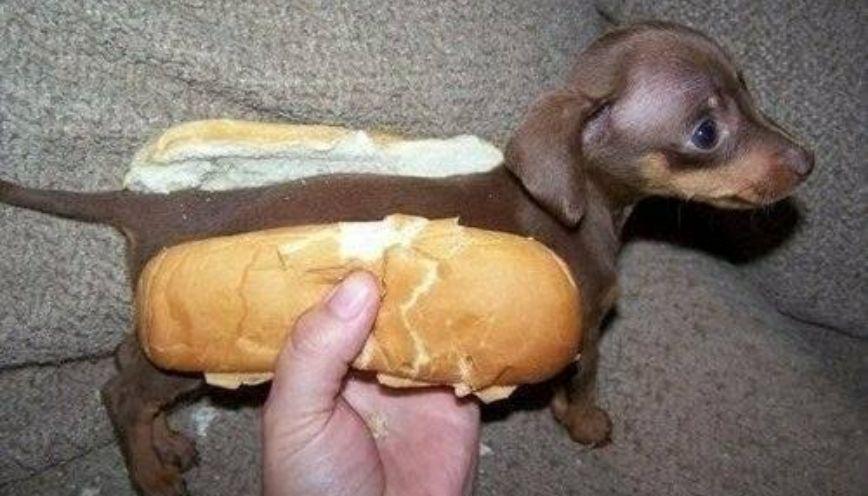 100+ meme động vật hài hước, đáng yêu 7