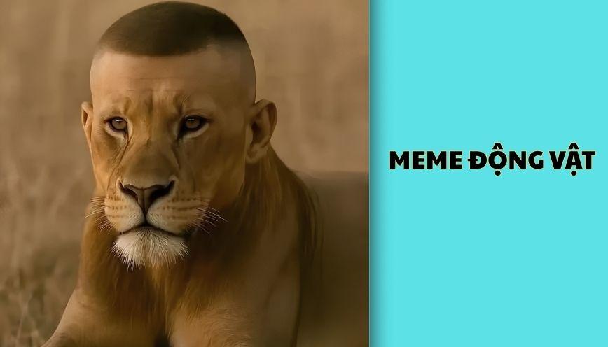 ​Meme động vật