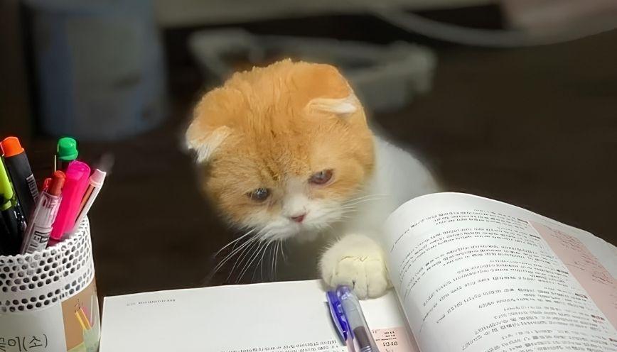 Tuyển tập 99+ meme ghi chép học hỏi cực chăm chú 1