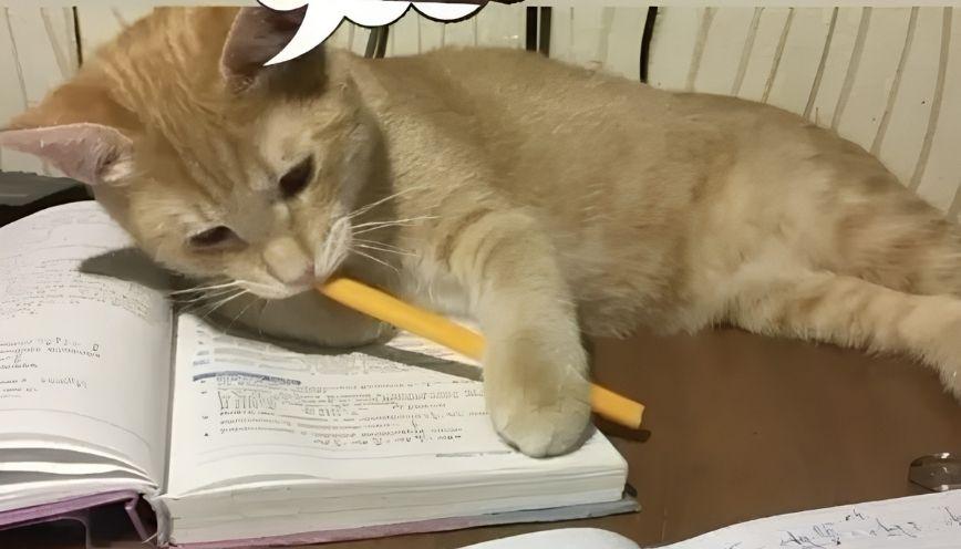 Tuyển tập 99+ meme ghi chép học hỏi cực chăm chú 6