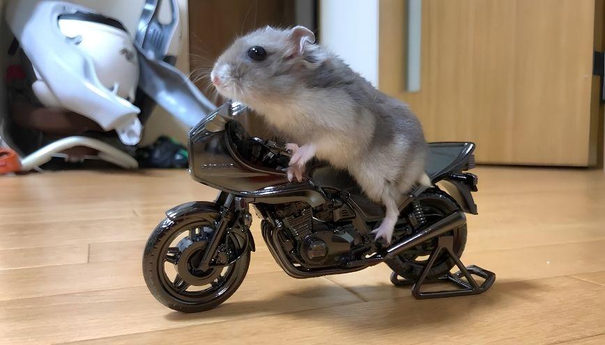 Sưu tầm 99+ meme hamster dễ thương, nhìn là muốn lưu