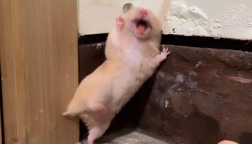 Mẫu meme hamster 1