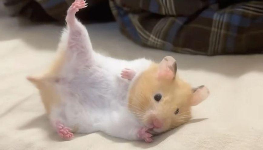 Mẫu meme hamster 7