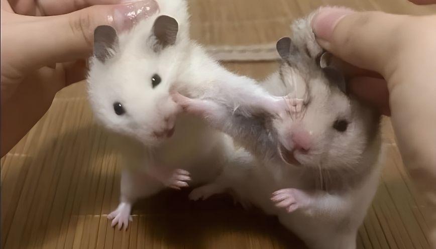 Các yếu tố tạo nên sức hút của mẫu meme hamster