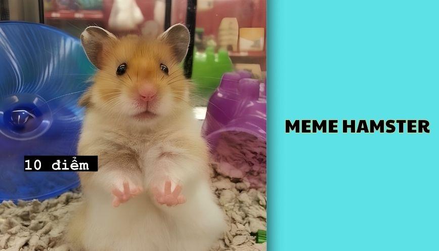 ​Meme hamster