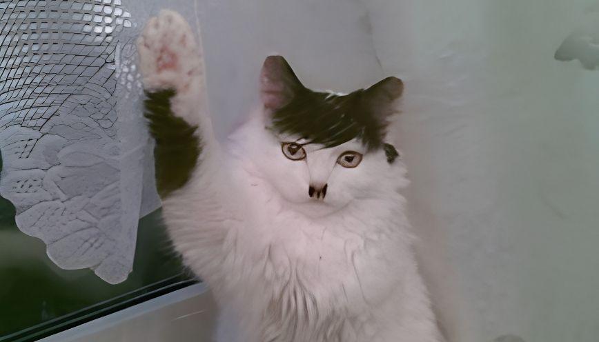 Tổng hợp 69+ meme Hitler theo hướng châm biếm lịch sử 3