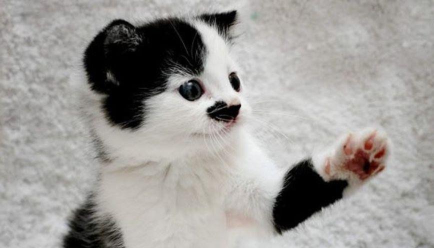 Tổng hợp 69+ meme Hitler theo hướng châm biếm lịch sử 7