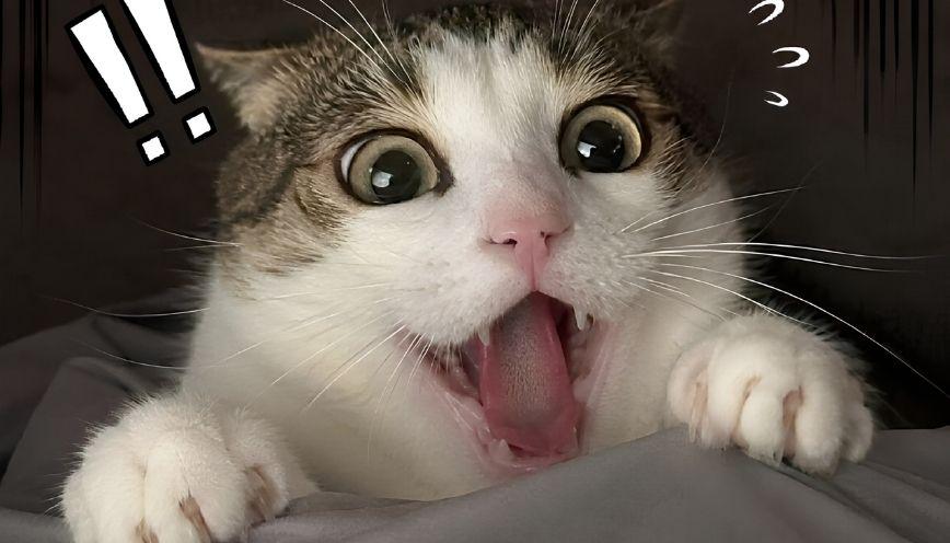 Tổng hợp 99+ meme hoảng hốt biểu cảm cực khó đỡ nhất