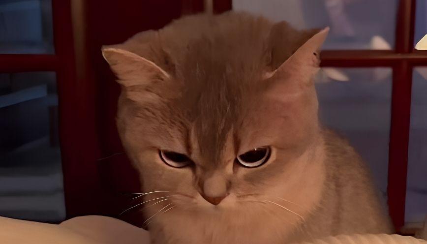 Sưu tầm 89+ meme lườm nhìn là “muốn đấm” 7