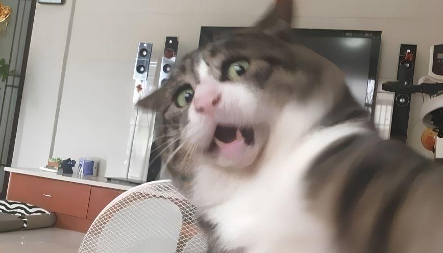 Mẫu meme sợ 7