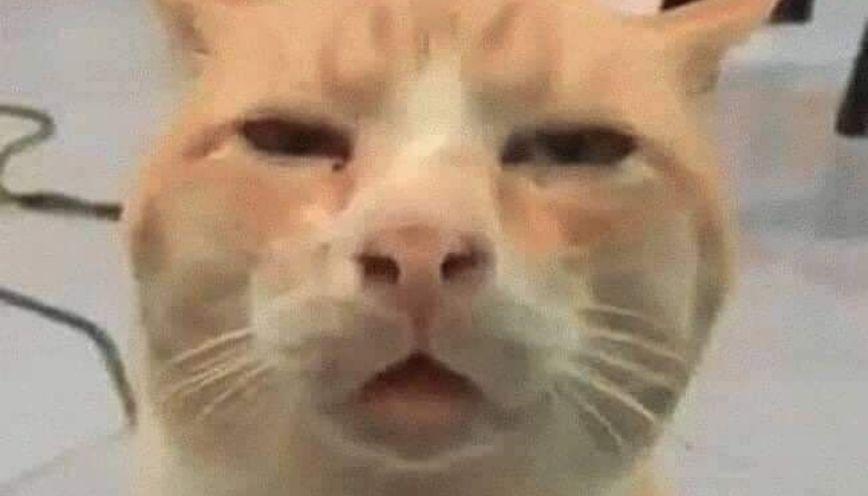 Mẫu meme thiểu năng 4